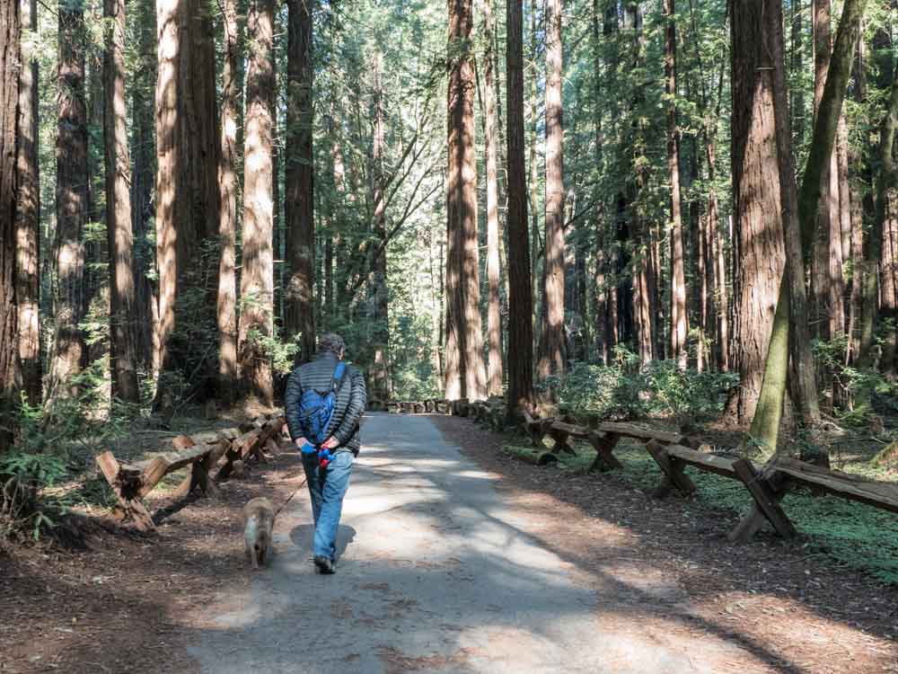 Armstrong Woods Hiking. Things to do in Guerneville California