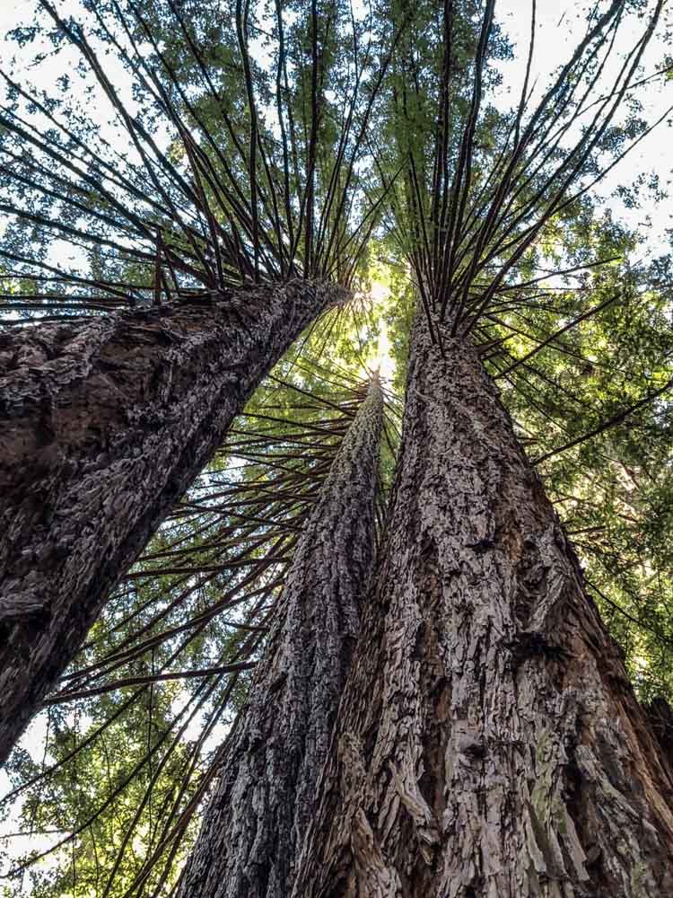 Armstrong Woods State Park redwood tree