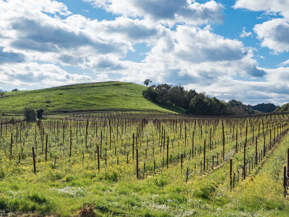 Things to do in Russian River Valley Vineyard landscape