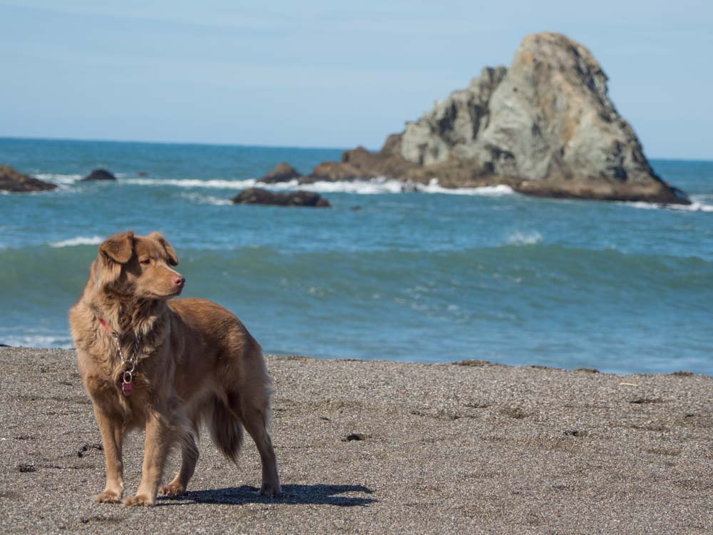 Jenner Beach Walk with Dog part of things to do in Russian Rivery Valley