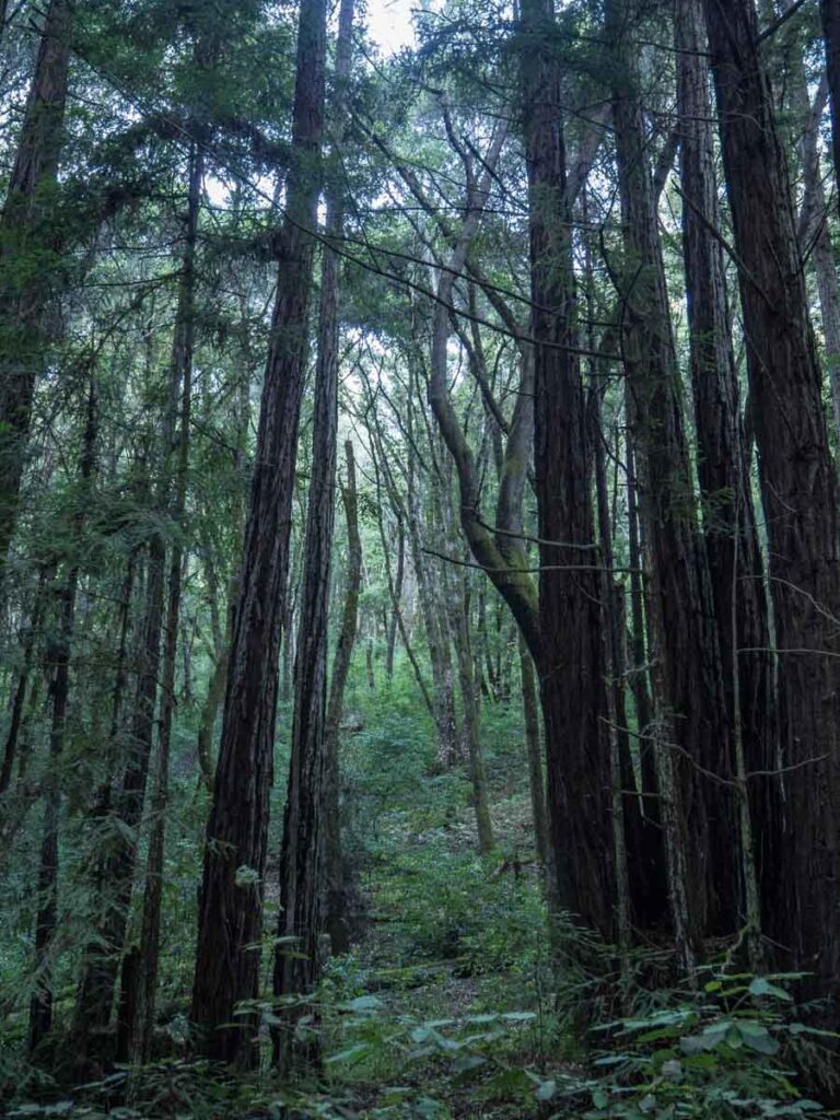 Nisene State Park Redwoods