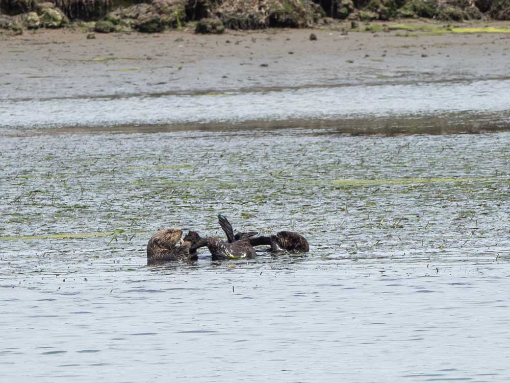Moss Landing Elkhorn Slough Otter