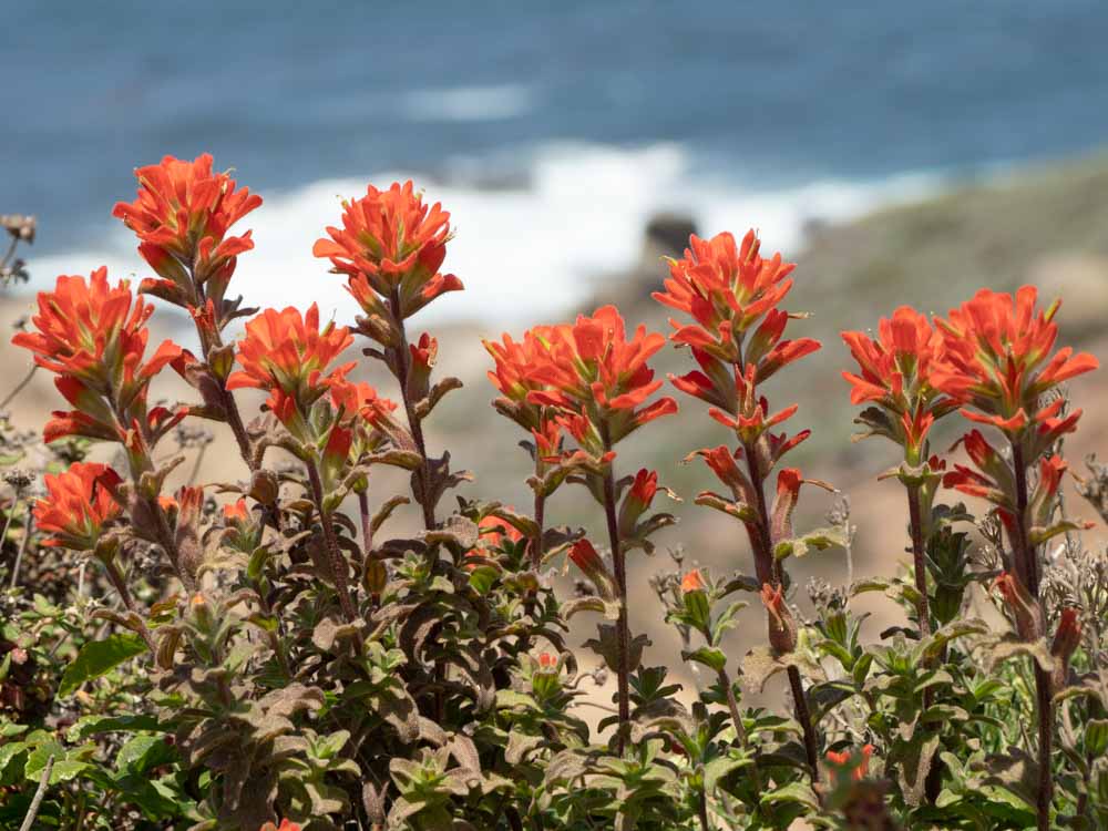 ดอกไม้สีส้มพู่กันอินเดีย Point Lobos