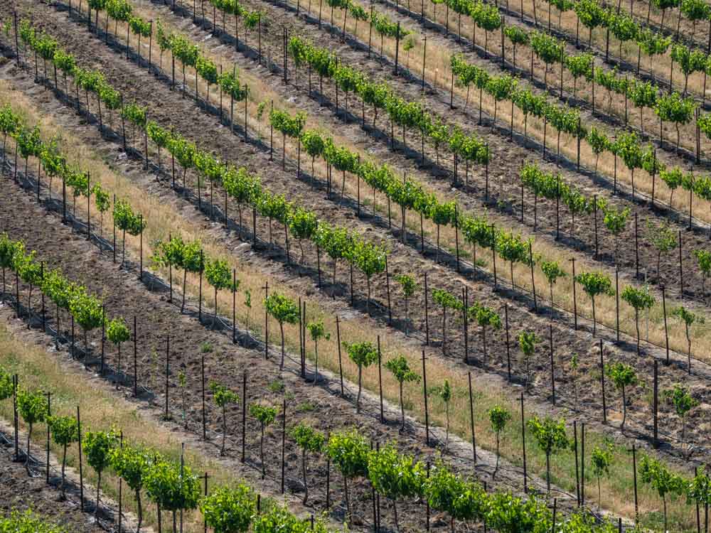 Ebberly Vineyard in Paso Robles