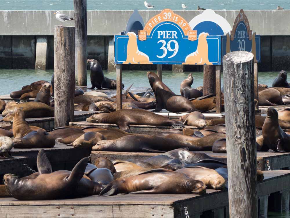 San Francisco's Pier 39 sea lions