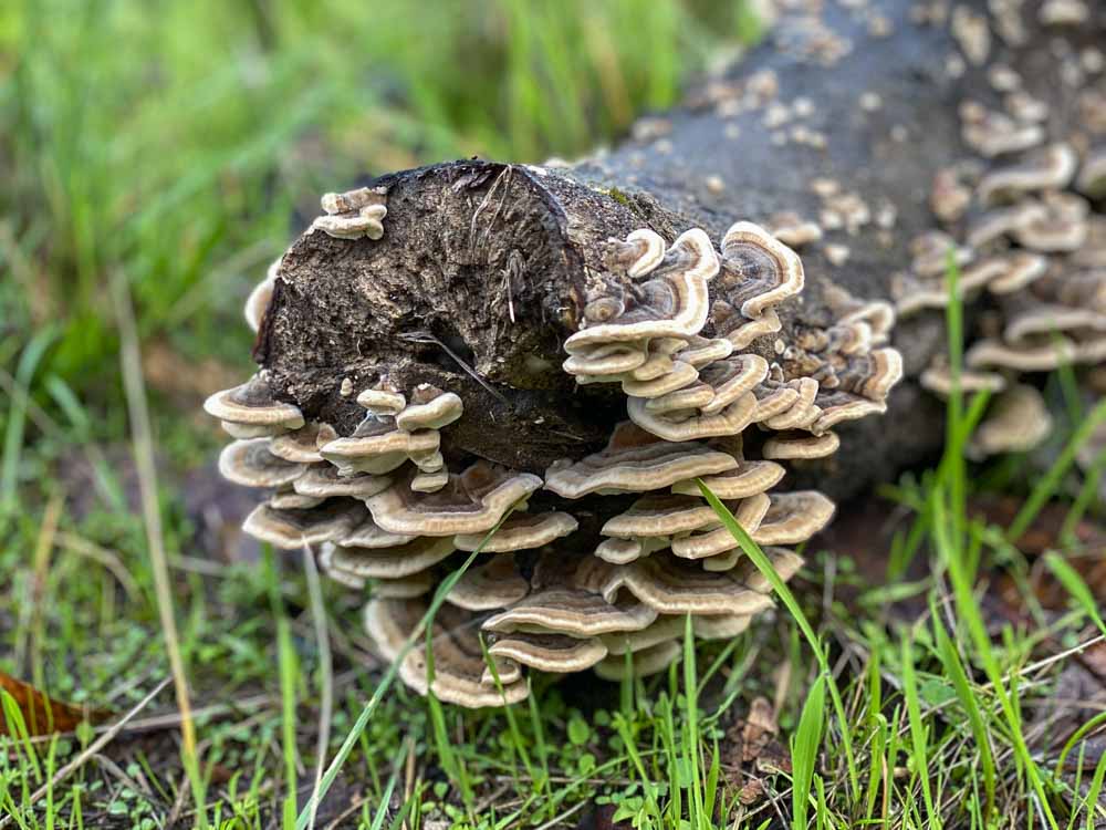 Fungi on Angel Island