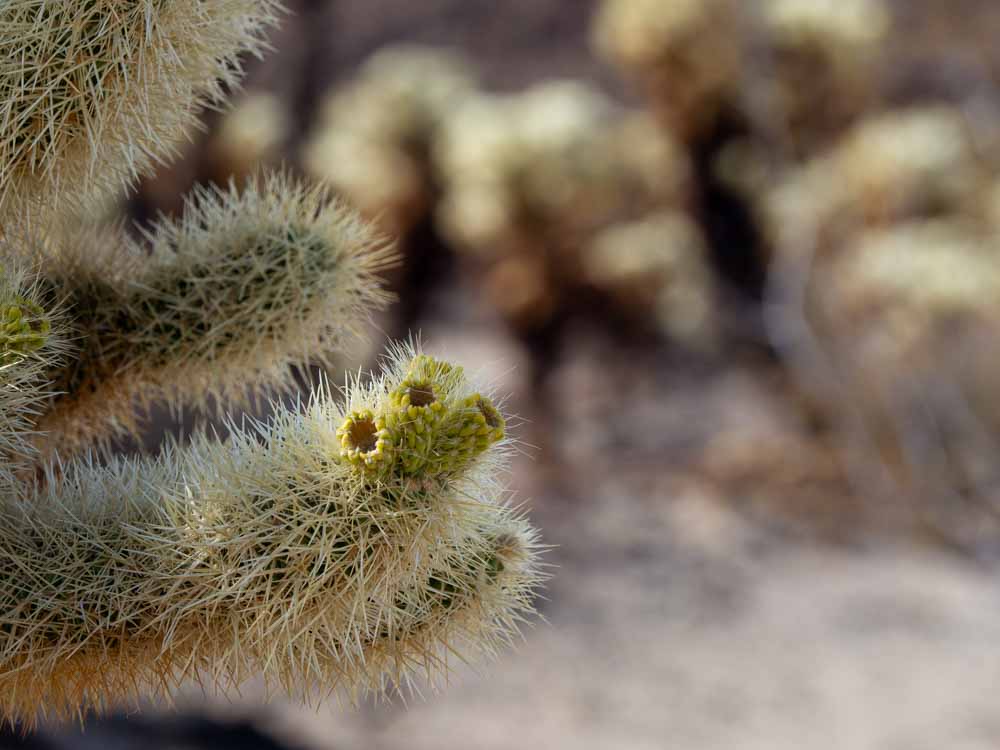 Cholla cactus garden Joshua Tree NP