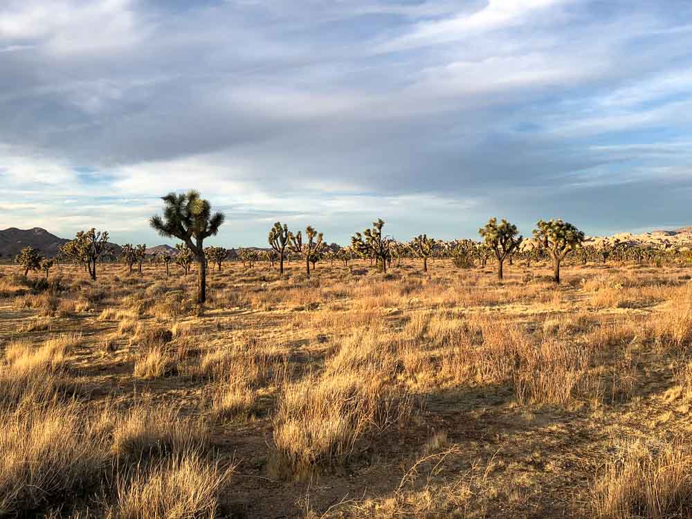 Joshua Tree day trip: late afternoon light