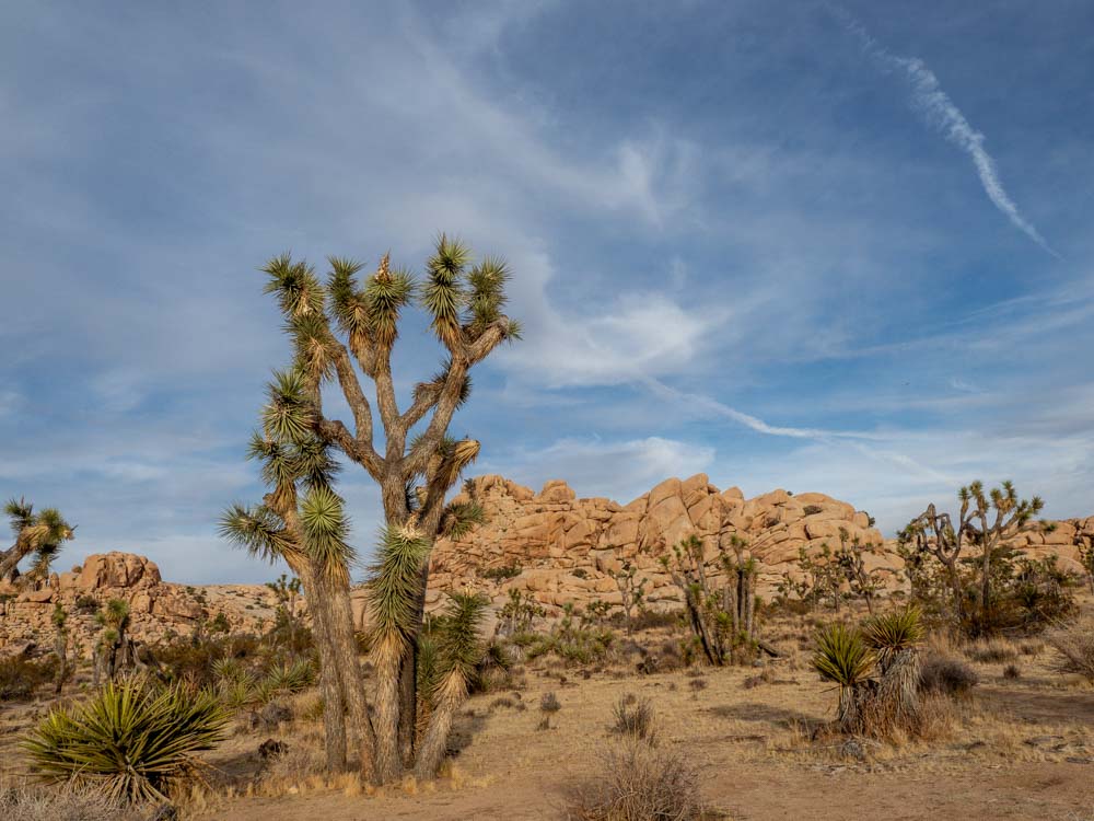 Joshua tree landscape with blue sky and rocks