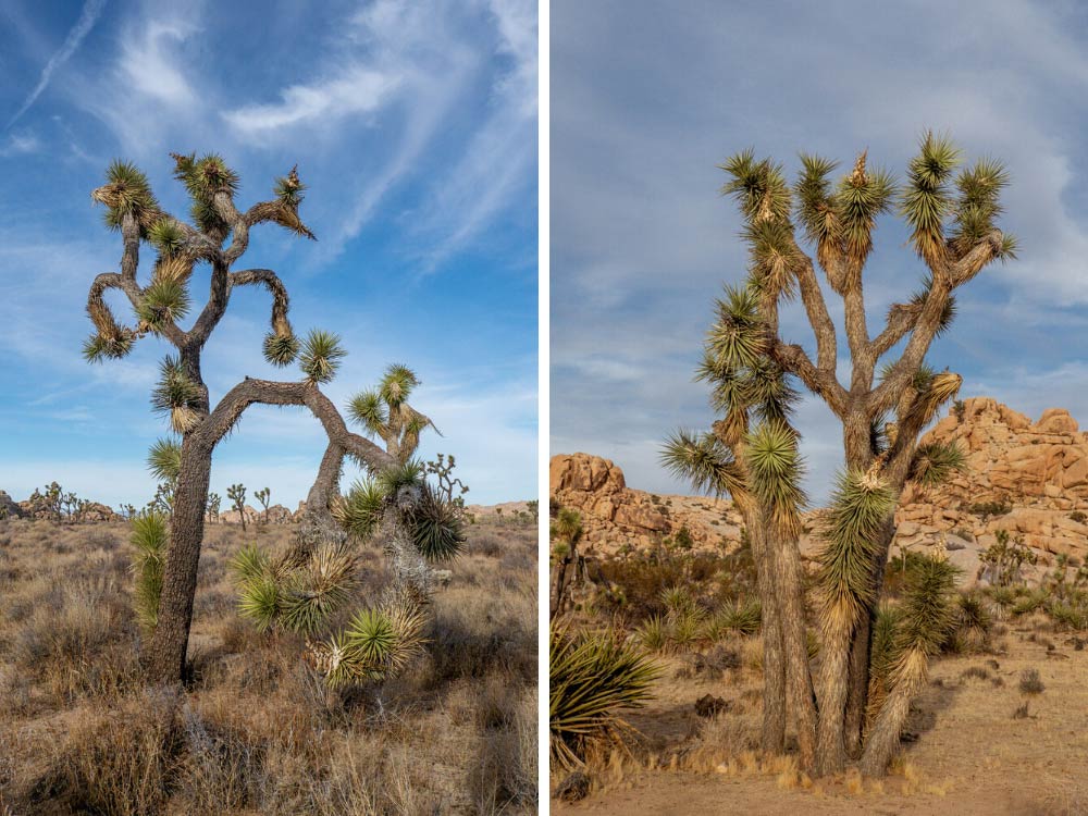 Joshua Tree National park in a day: Joshua Tree landscape