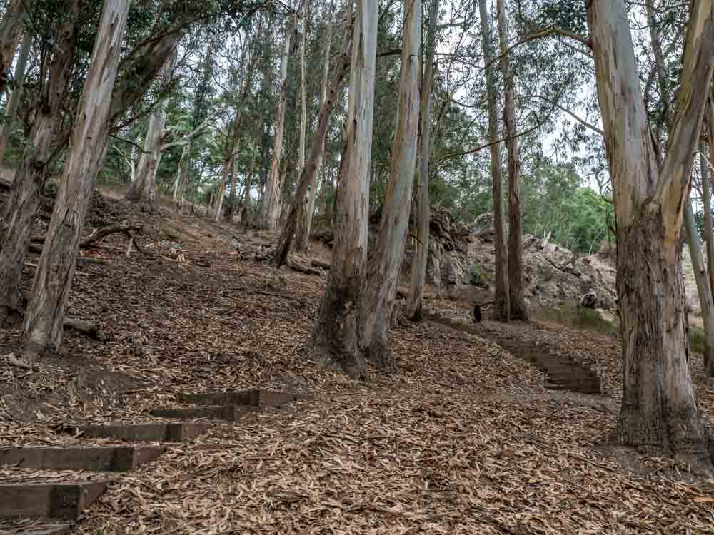 San Francisco Glen Park Canyon trees