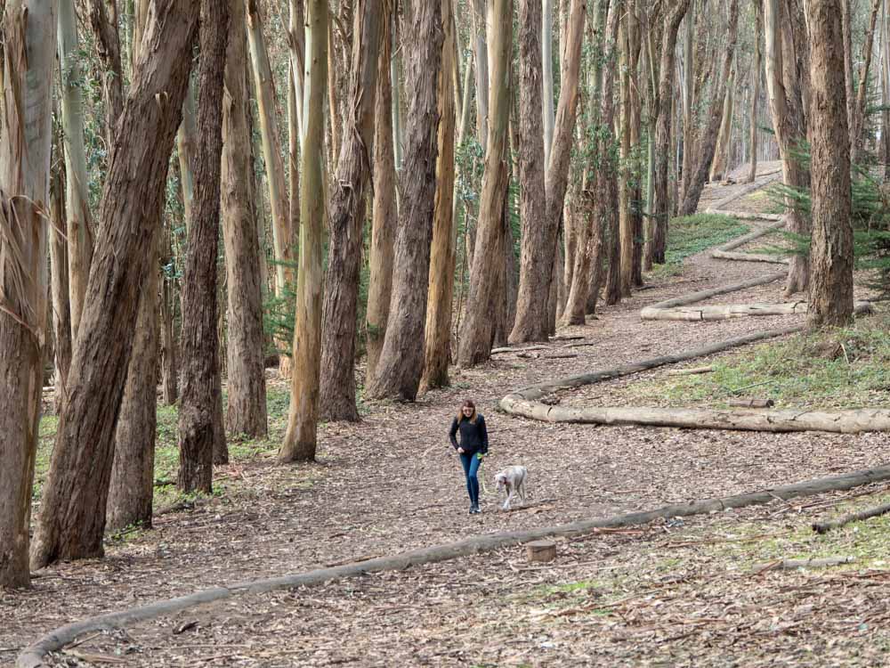 Goldsworthy lines in the Presidio San Francisco. Woman walking in the woods