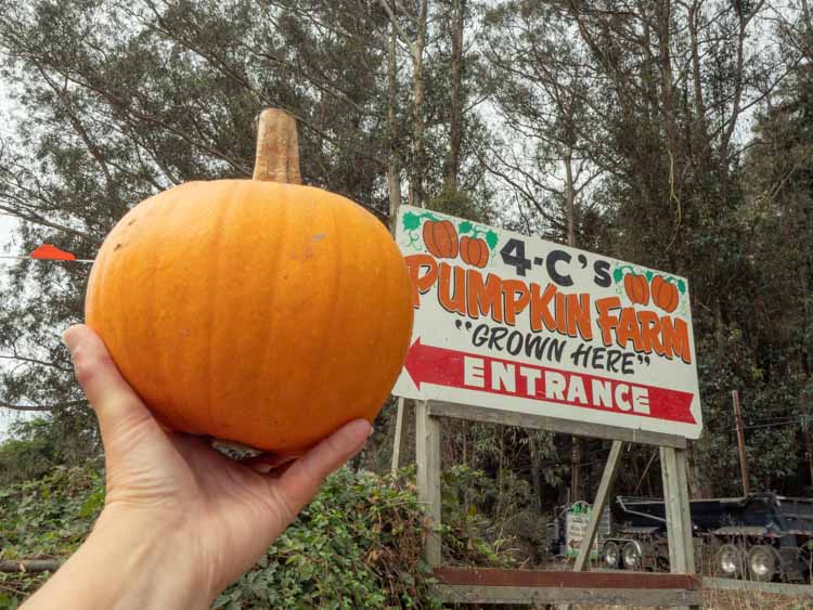 4-C's Pumpkin Farm, HMB. Pumpkin and sign