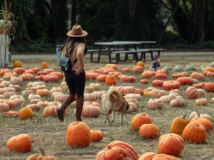 Best Half Moon Bay pumpkin patches: 4-Cs. Woman and dog in field