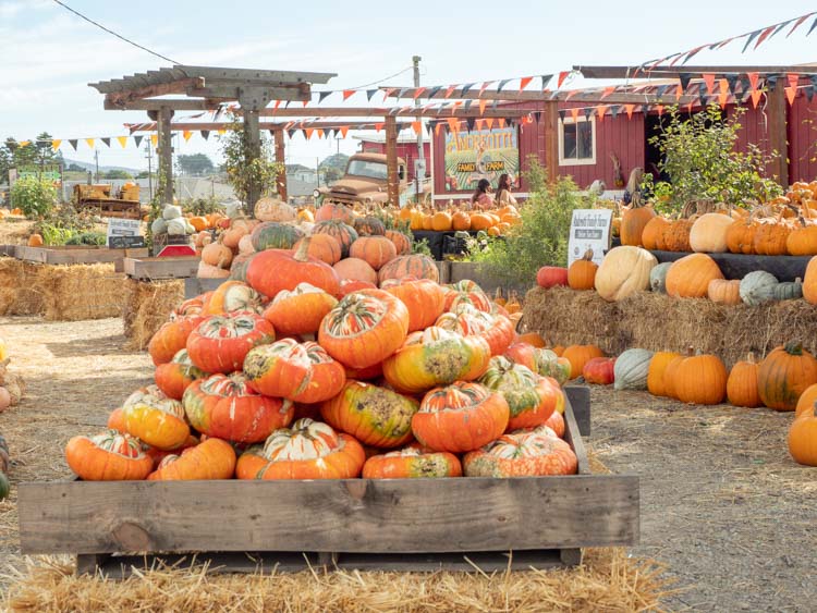 Andreotti Pumpkin Farm Half Mon Bay. Pumpkin display