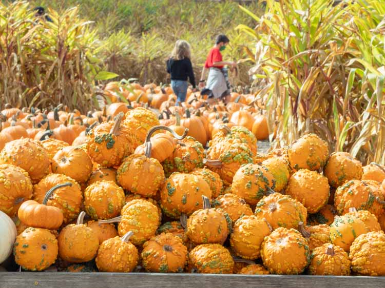 How to Find the Perfect Half Moon Bay Pumpkin Patch