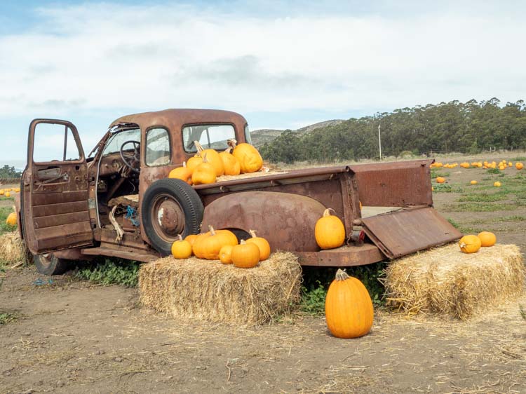 Bob's Pumpkin Farm in Half Moon Bay. rusted truck and pumpkins