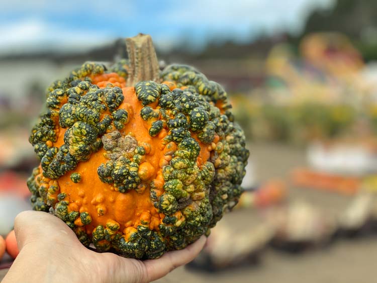 Cozzolini Pumpkin patch. green and orange pumpkin