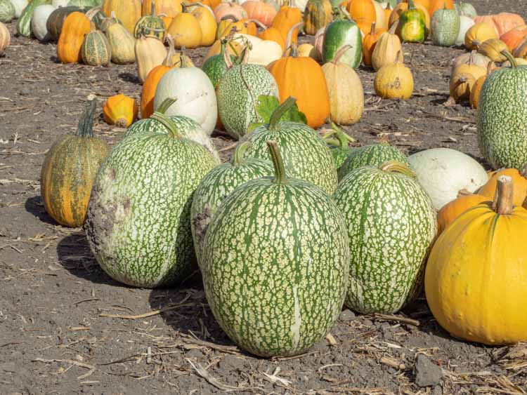 HV Pumpkin Patch. green and orange pumpkins