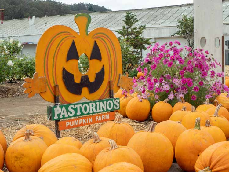 Pastorino pumpkin patch in HMB