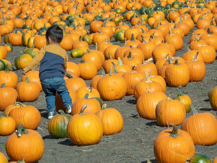 Repettos pumpkin patch. small child amidst pumpkins