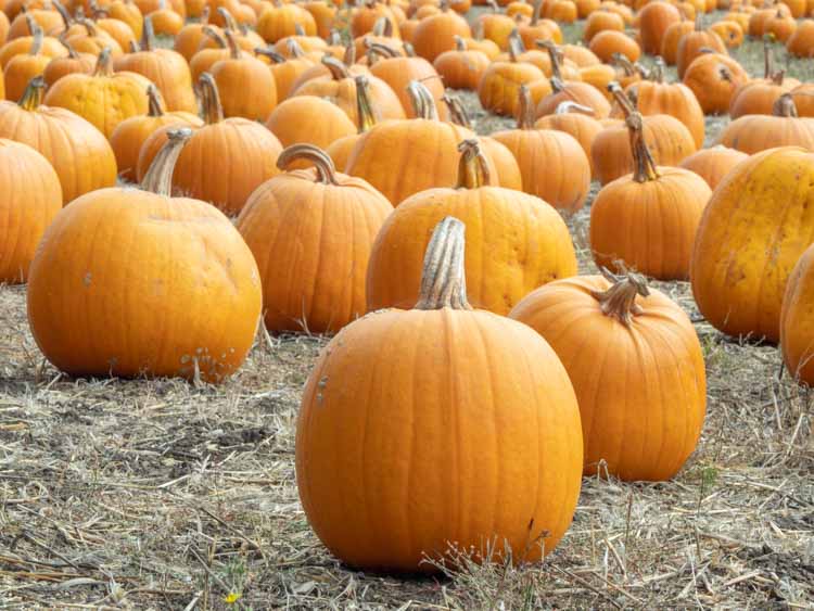 Half Moon Bay pumpkin farm. Pumpkins in a field