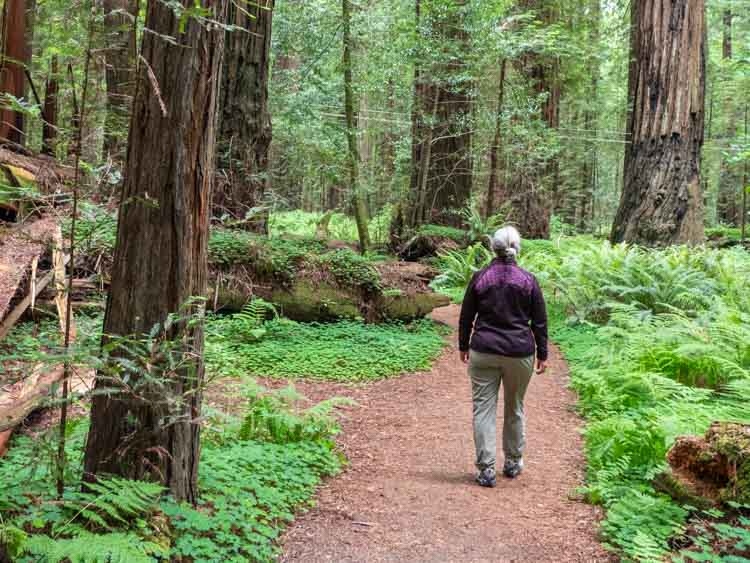 Northern California Hiking in Avenue of the Giants redwoods. 