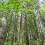 Complete California State Parks List with Map & Travel Tips