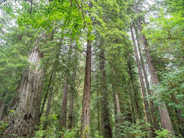 California state-parks Prarie Redwoods State Park. Redwood Forest