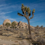 10 Cool Facts About Joshua Tree National Park
