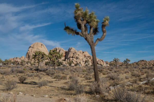 Joshua Tree National Park facts: tree and rock landscape