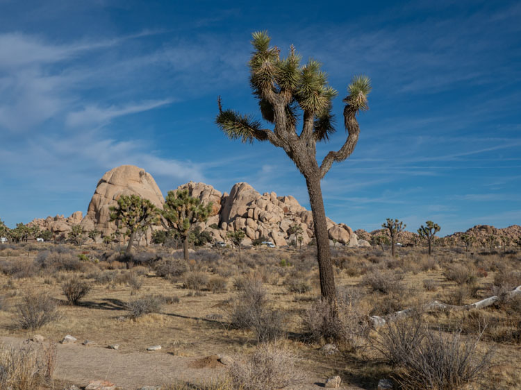 Joshua Tree National Park facts: tree and rock landscape