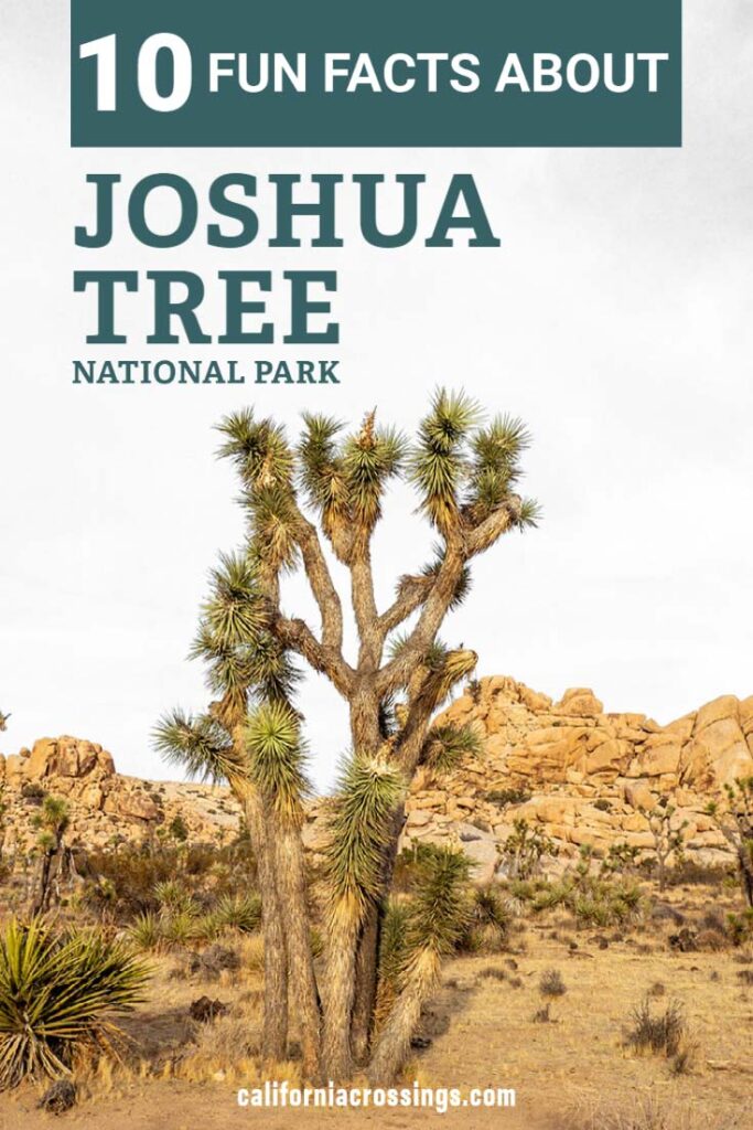 10 Fun Facts about Joshua Tree National Park