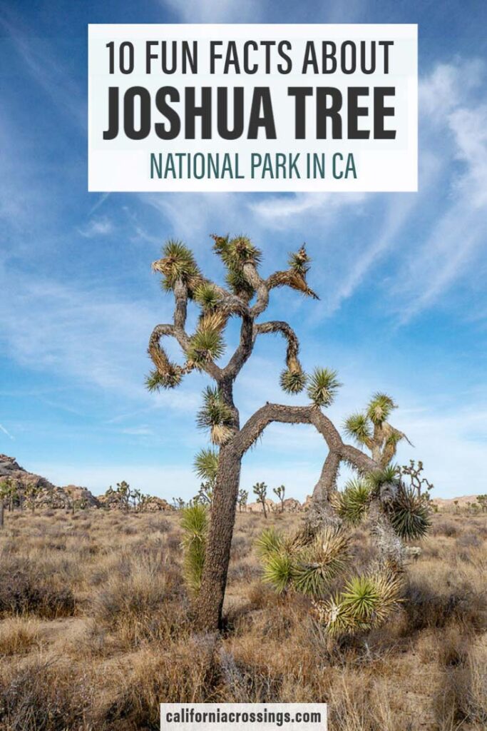 10 fun Joshua Tree National Park facts