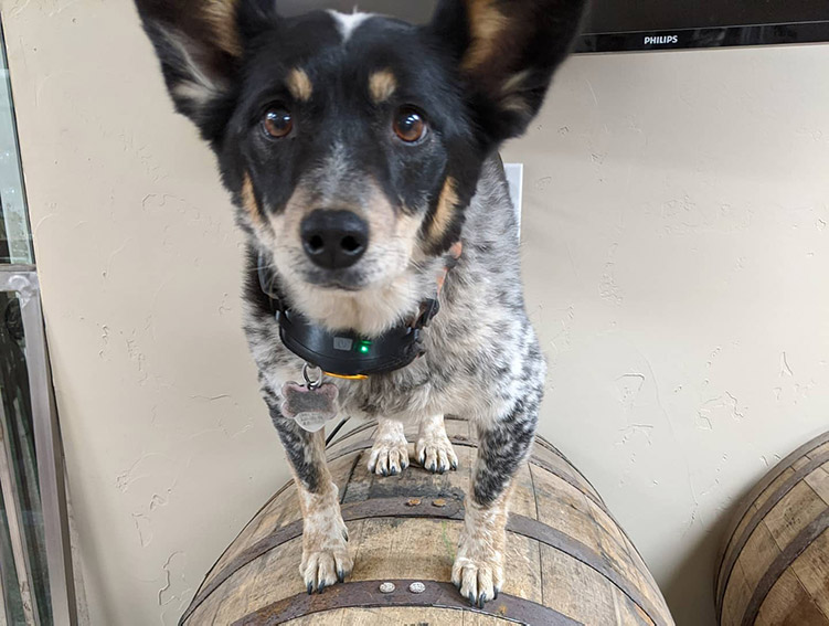 North Lake Tahoe brewery -Bear Belly brewery coya dog on beer barrel