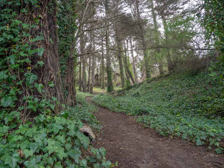 Lands End hike pathway in forest