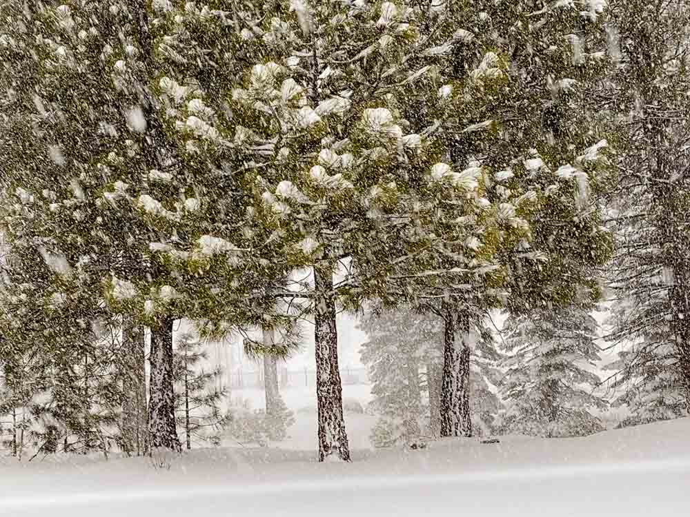 Snow in South Lake Tahoe. snow and pine trees