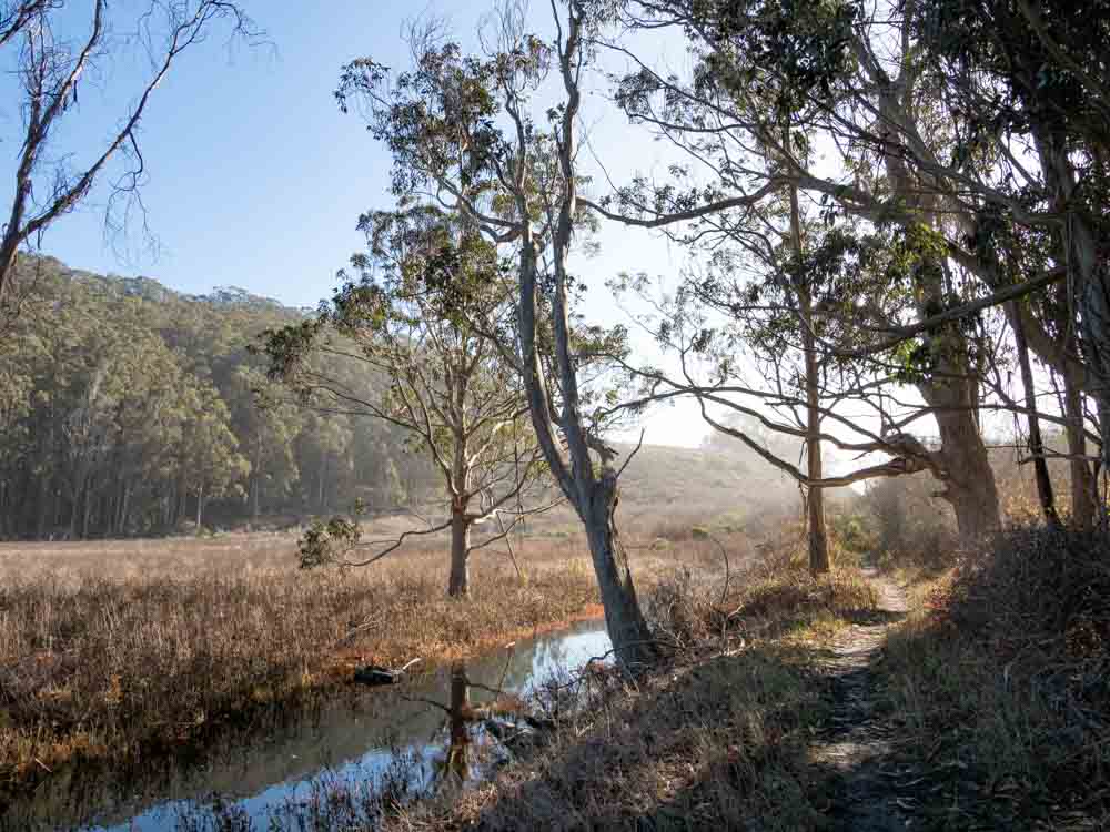 Pescadero marsh trail and trees