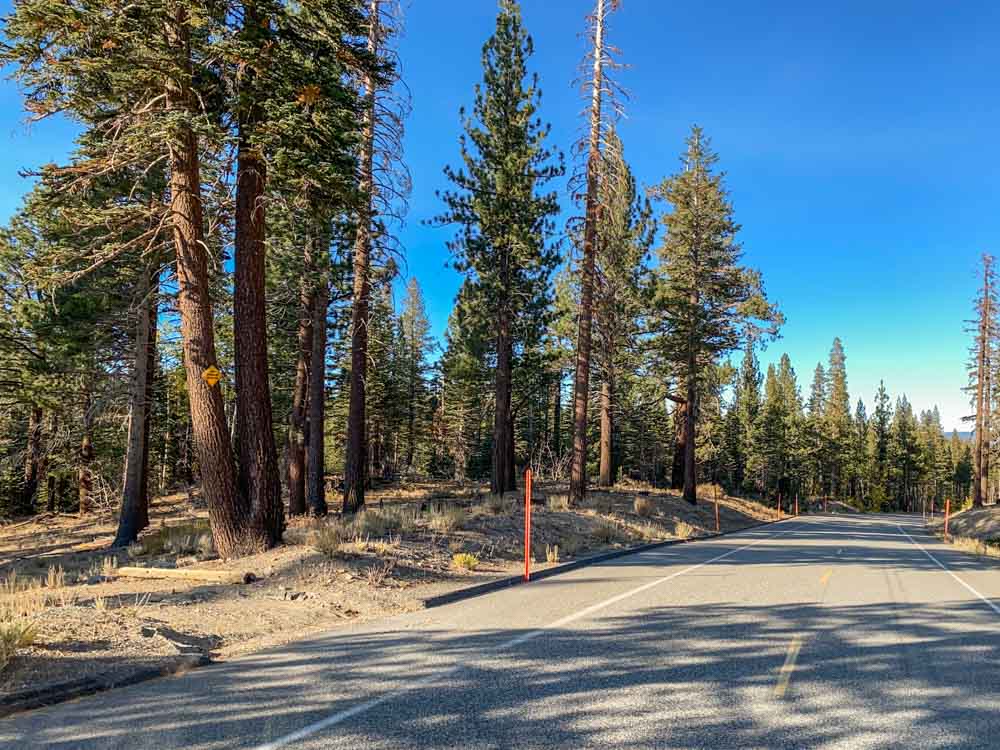 Mammoth Loop road. pine trees