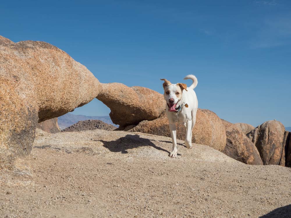 Dog on Mobius Arch in Alabama Hills