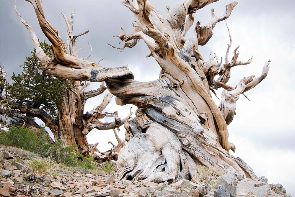 Bristlecone Pine Forest. gnarled tree