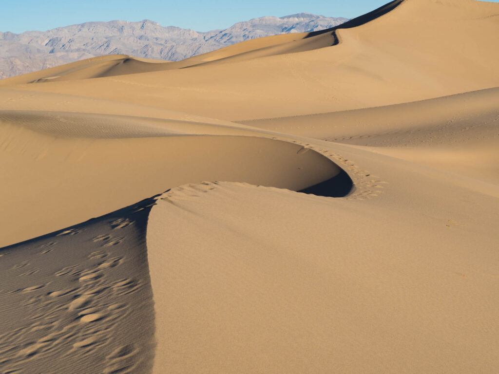 Mesquite dunes at dawn in Death Valley WS