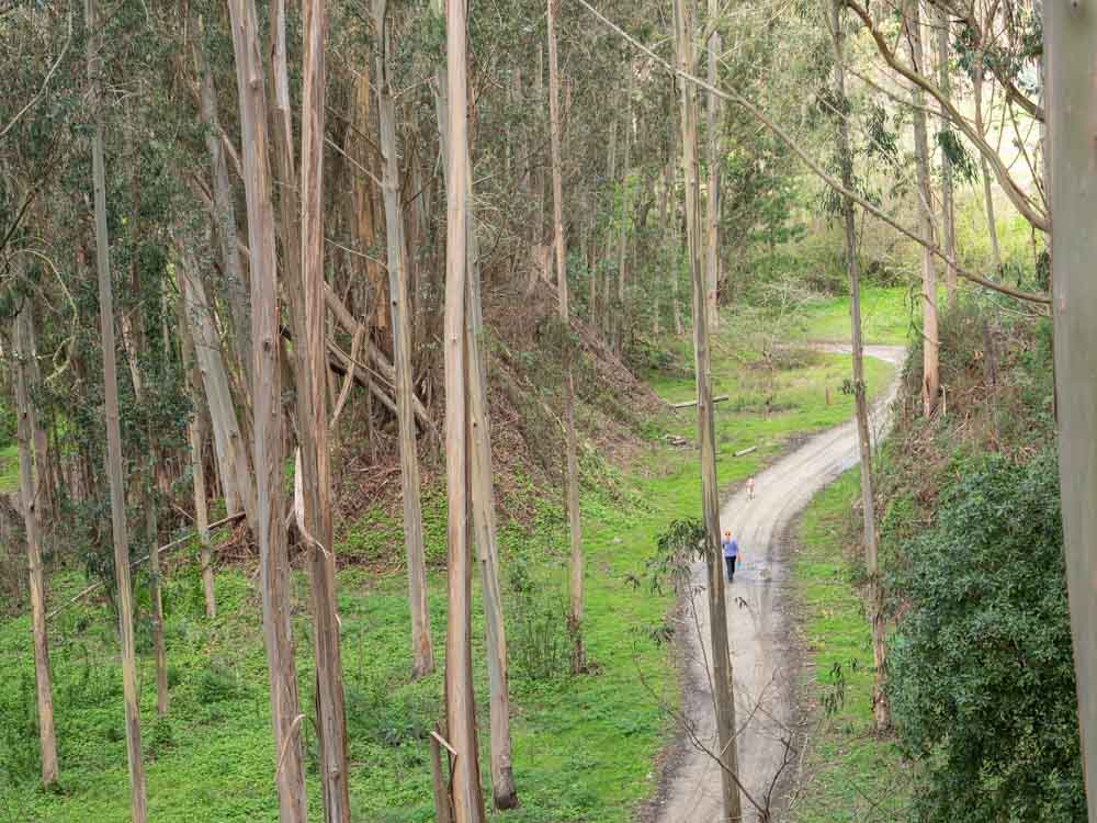 Quarry Park Half Moon Bay hiking trail. Trees and woman with dog