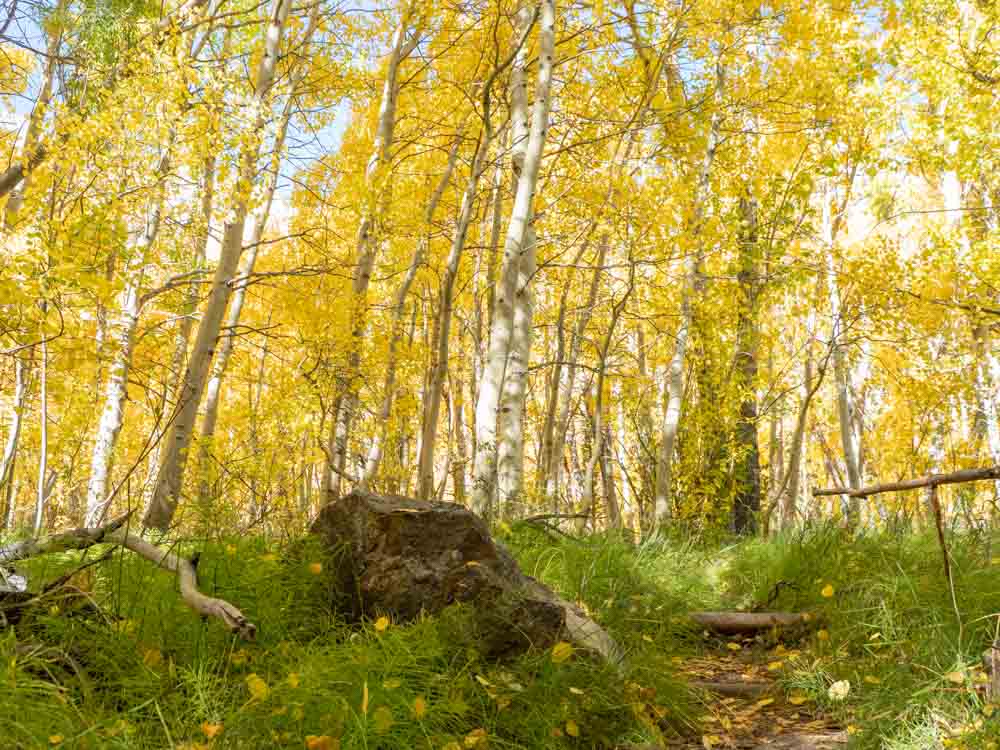 HIghway 395 Convict Lake aspen leaves