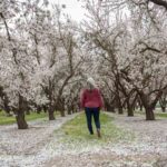 How to Experience California's Blooming Almond Orchards
