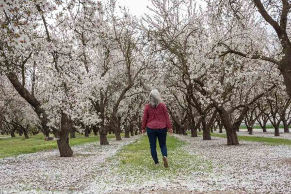 Modesto Almond grove blooming trees with woman