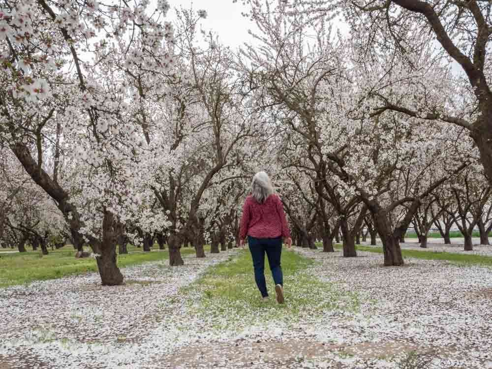 How to Experience California's Blooming Almond Orchards