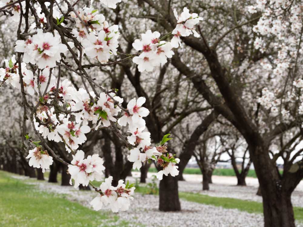 California almond blossoms blooming branch with trees