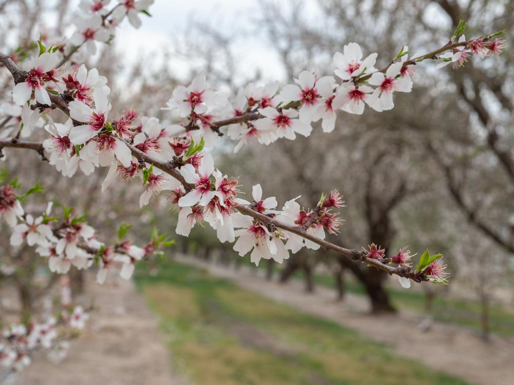 Blooming almond tree branch in California