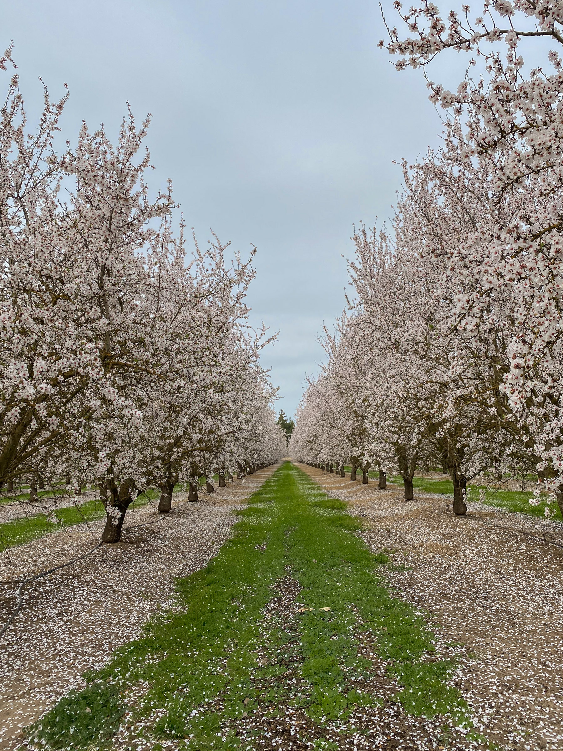 Modesto almond trees blooming- ws